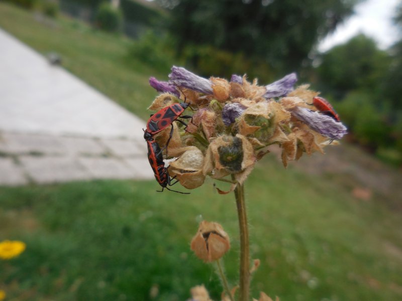 PYRRHOCORE (Punaise. Gendarme) sur graine de MAUVES. Insecte utile au jardin. Photo prise dans le jardin le 11 juillet. REMI JAYAT